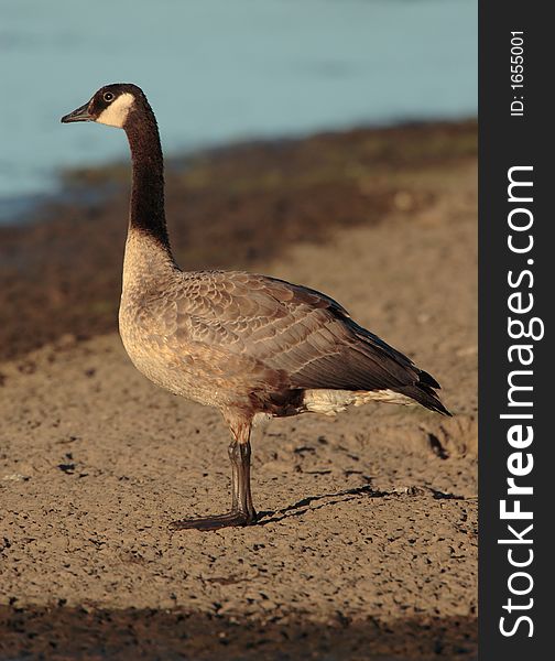 Canada Goose at Jackson Bottom Wetlands Preserve