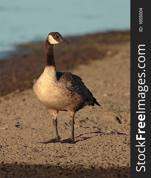 Canada Goose at Jackson Bottom Wetlands Preserve