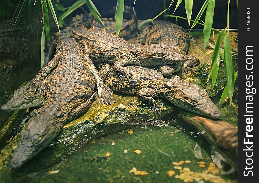 Bunch of Small Crocodiles in Aquarium. Bunch of Small Crocodiles in Aquarium