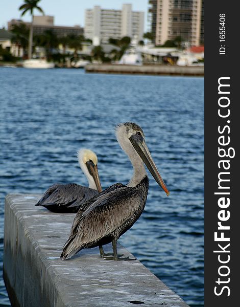 2 pelicans sitting in pier shot with polarizer filter