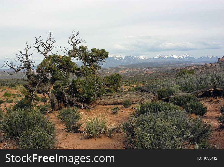 The varied Utah landscape in Arches National Park.