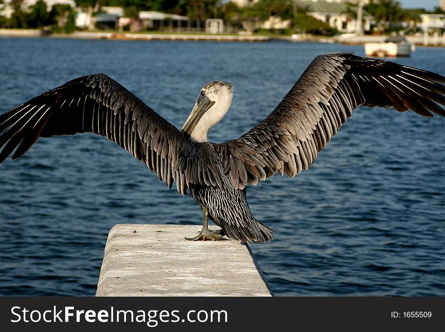 Pelican About To Take Flight
