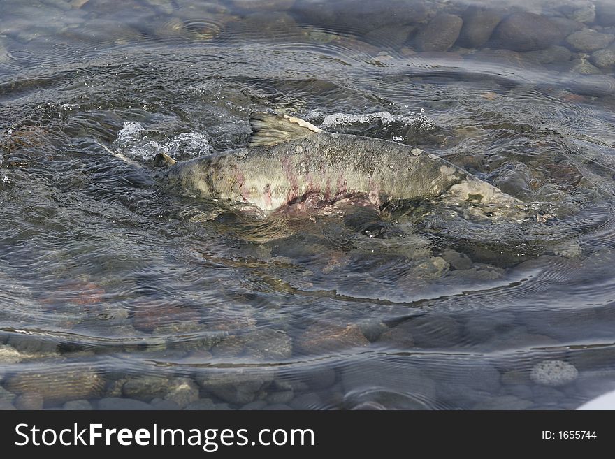 Chum salmon spawning in freshwater