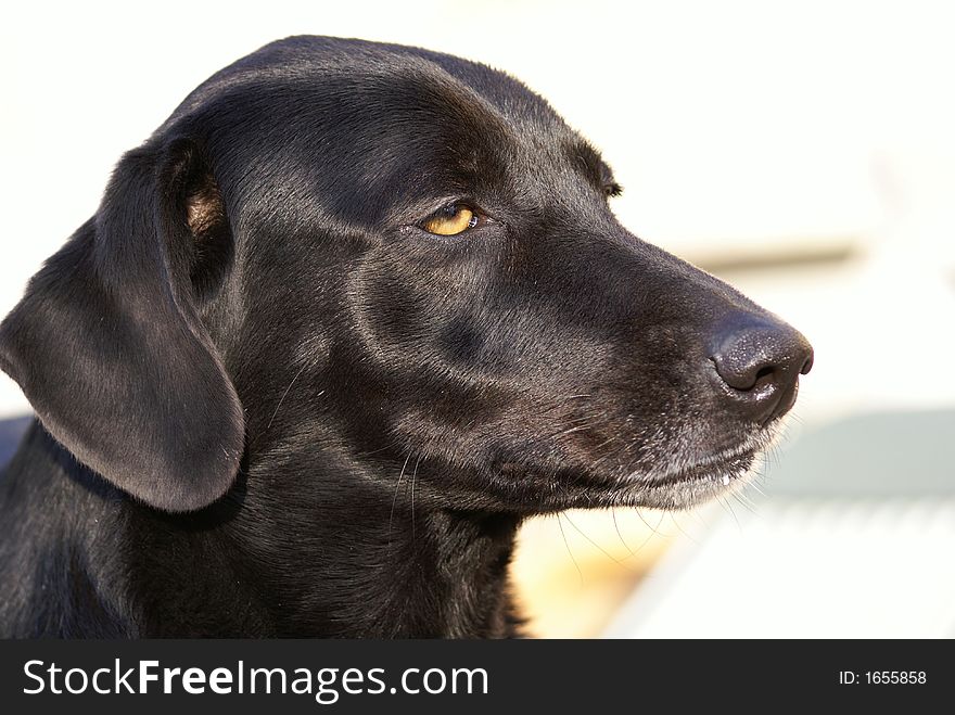 Black Labrador staring with a lost, sad impression in her eyes. Black Labrador staring with a lost, sad impression in her eyes.