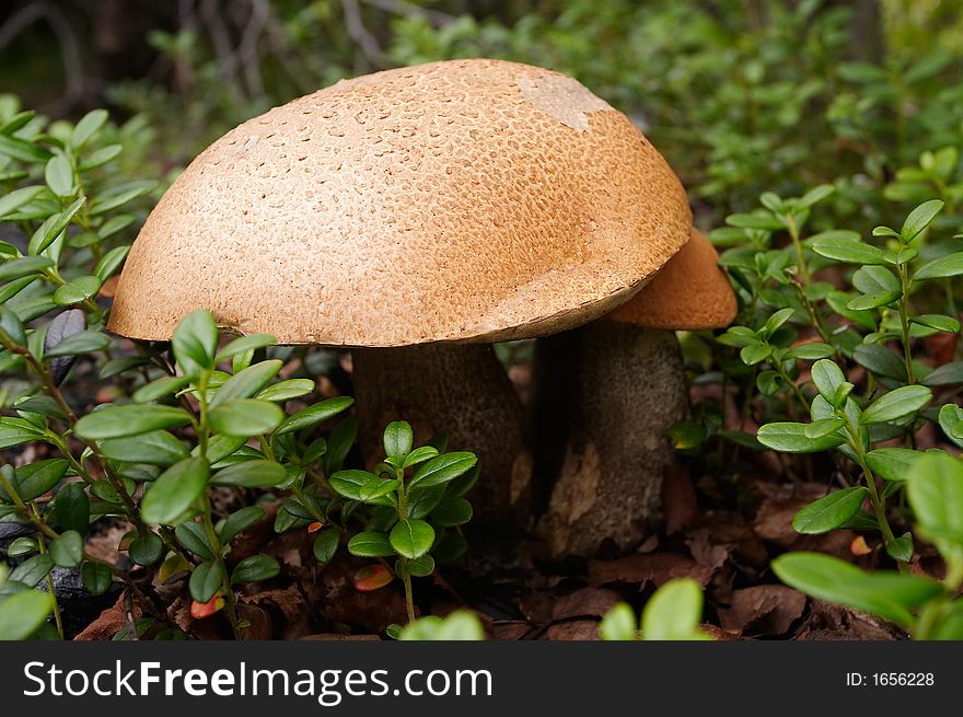 Two orange-cap boletus in cowberries