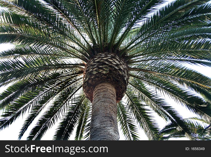 Looking up at a large palm tree during the summer