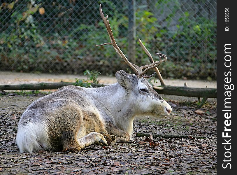 Reindeer 3