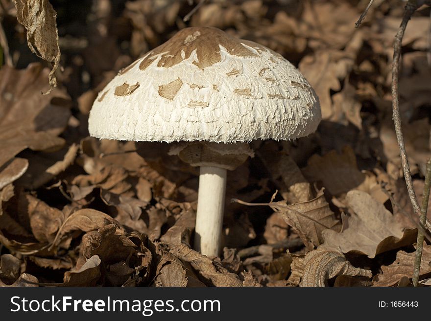 Forest mushroom growing in autumn, macro closeup