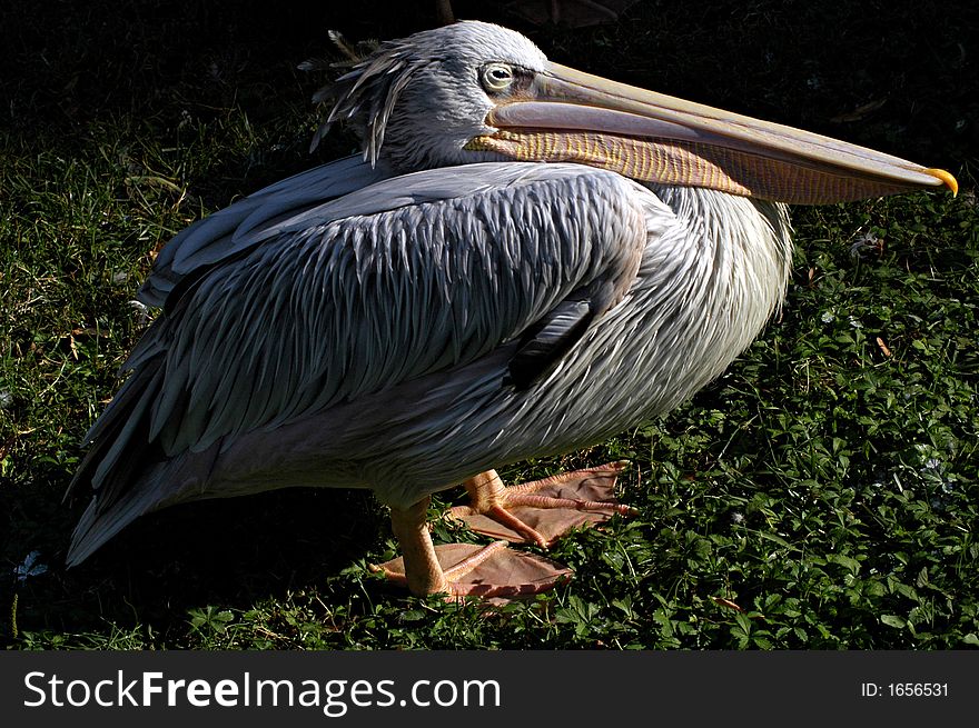 Nice old pelican bird staying on the sun