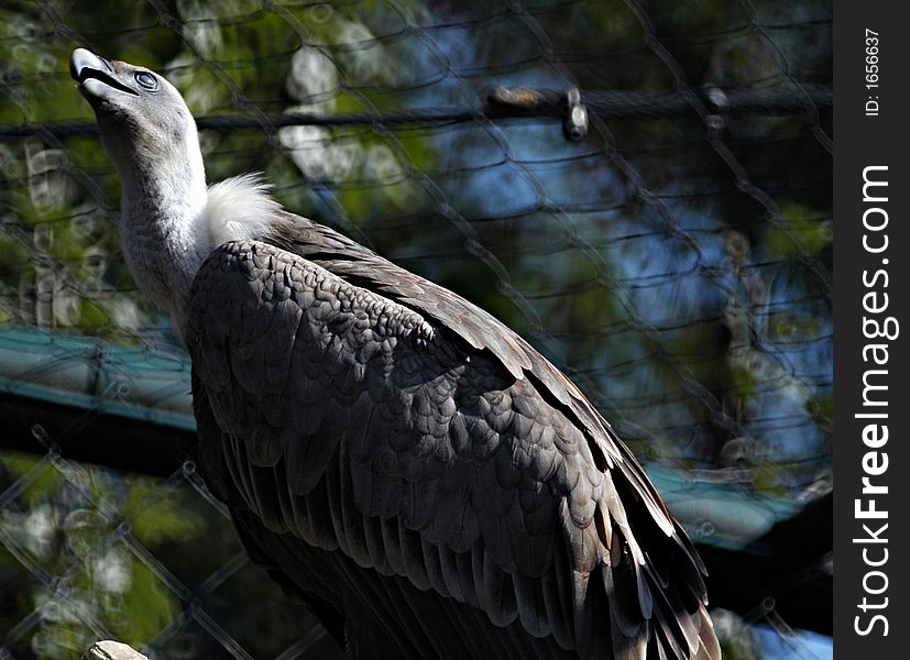 Very rare bird species from Mediterannean - white head vulture