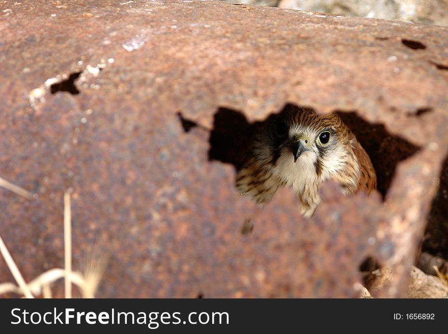 Hawk looking through a hole in some rusty metal. Hawk looking through a hole in some rusty metal