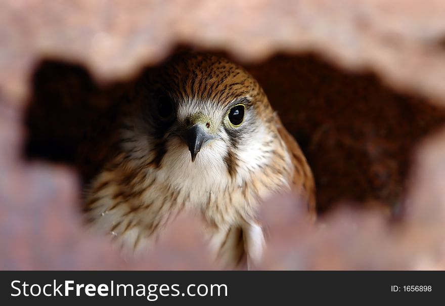 Hawk looking through hole in rusty metal. Hawk looking through hole in rusty metal