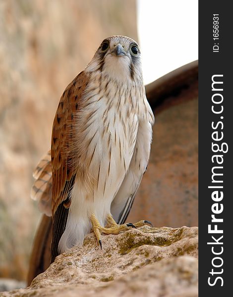 A Hawk looking intently while perched on a rock. A Hawk looking intently while perched on a rock