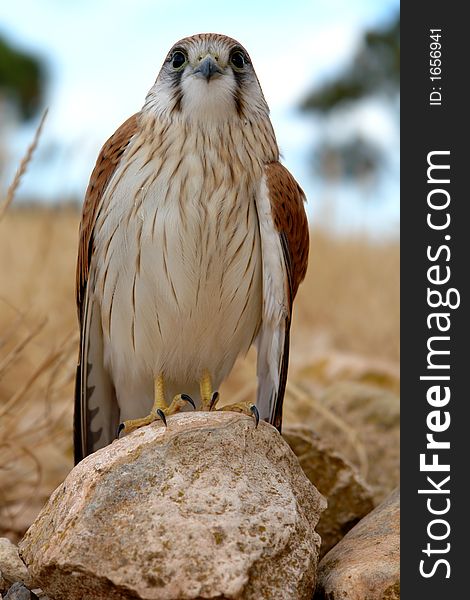 A Hawk on a rock looking straight ahead. A Hawk on a rock looking straight ahead