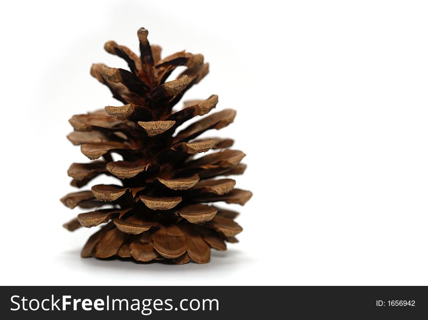 A fir cone and a white background