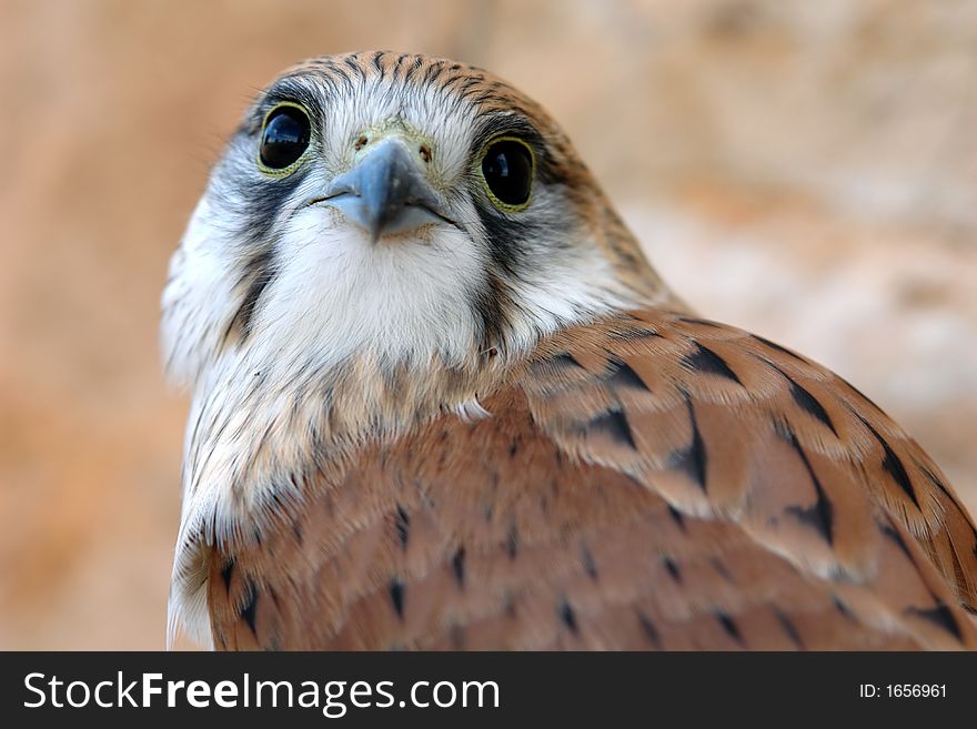 Closeup of Alert Hawk looking around. Closeup of Alert Hawk looking around