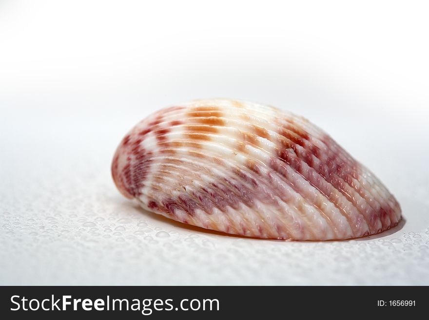 A shell and a white background