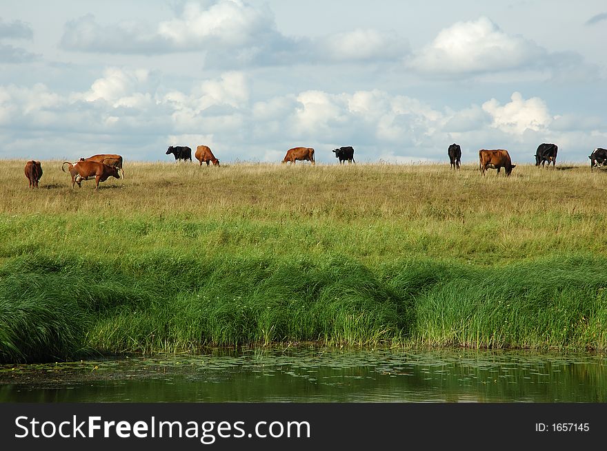 Cows on the field. Pscov