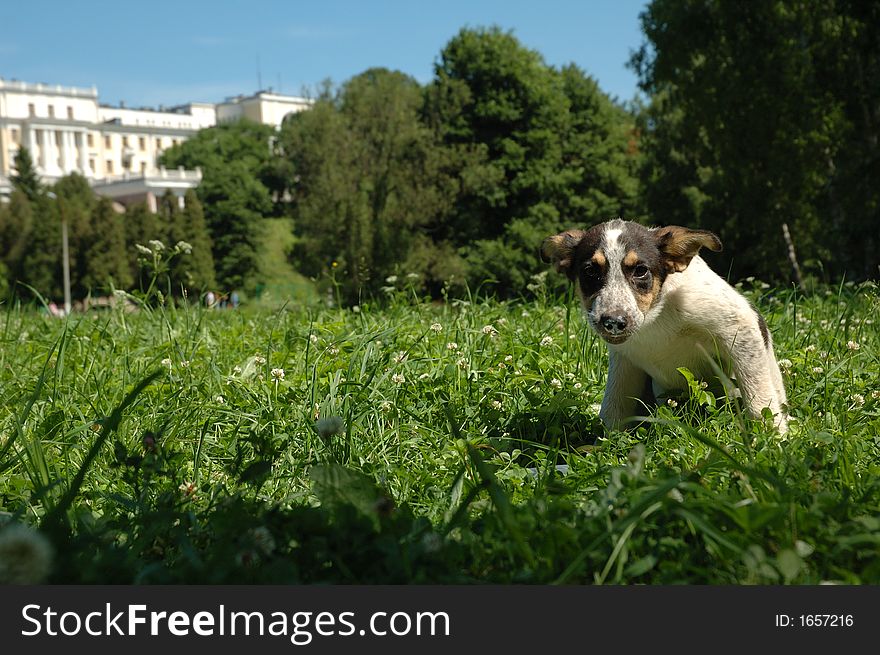 Puppy in the grass