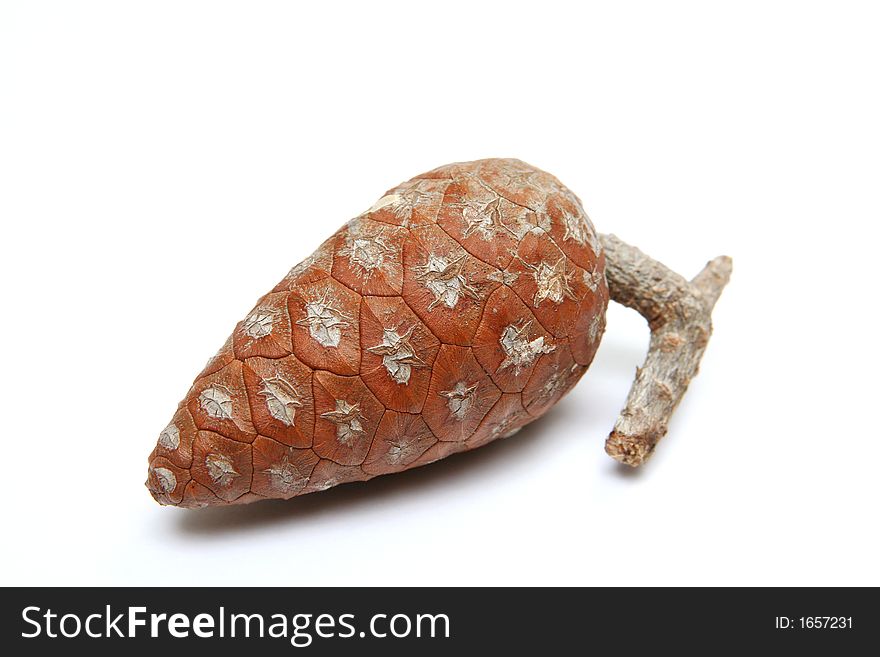 An isolated young (not ripe) pine cone. An isolated young (not ripe) pine cone