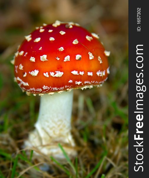 Amanita Muscaria Toadstool, Red and white cap.