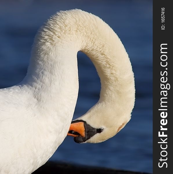Closeup of swan with arched neck. Closeup of swan with arched neck