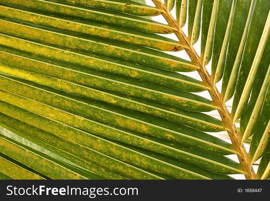 Palm detail in the jungle of quintana roo in Mexico