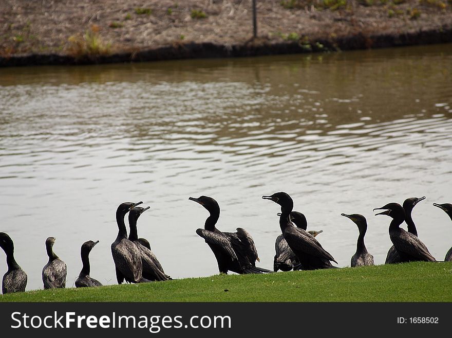 Ducks in a river in Mexico, Latin America