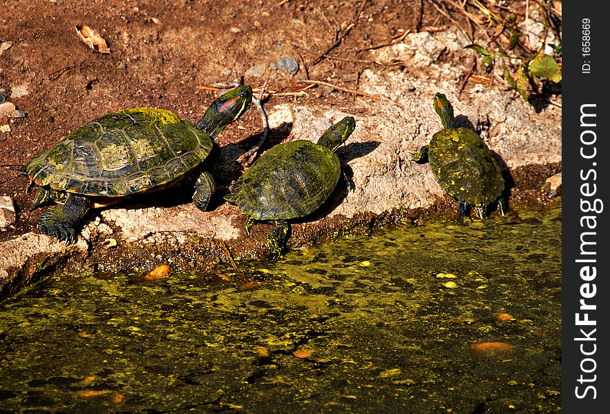 Three turtles enjoying the sun