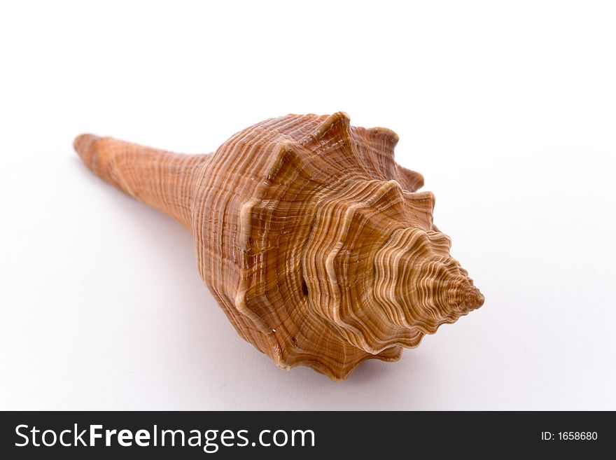 Spiral cockle-shell