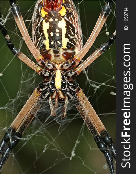 Macro of the underside of an argiope spider. Macro of the underside of an argiope spider