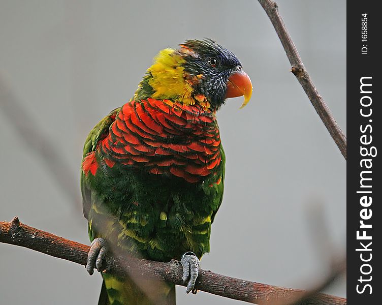 Portrait of Nice Lory on the Branch. Portrait of Nice Lory on the Branch