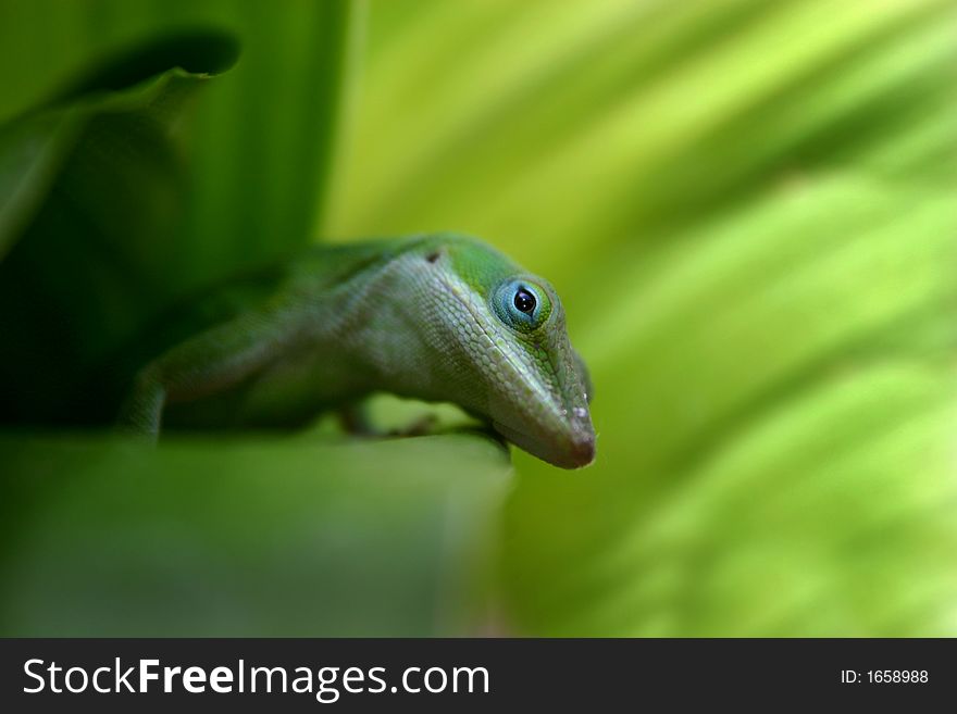 Anole lizard looking at camera from leaf. Anole lizard looking at camera from leaf