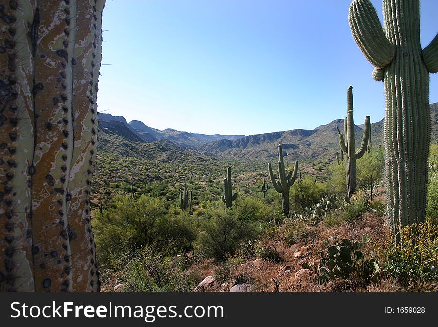 Cactus giant saguaro near pheonix Arizone. Cactus giant saguaro near pheonix Arizone