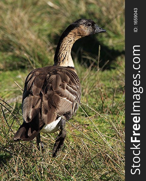 Endangered nene goose at Haleakala National Park