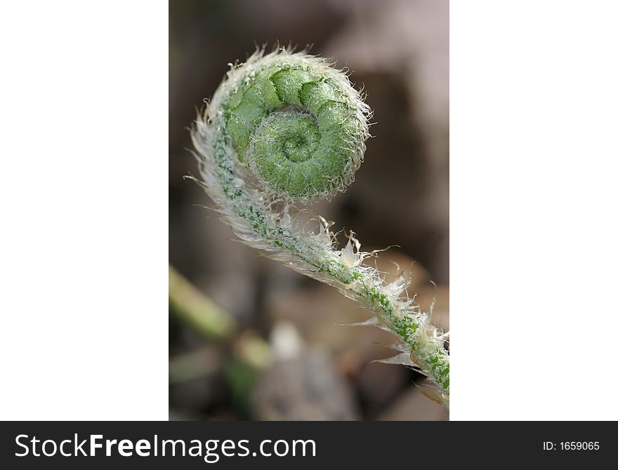 A spiral-like fern leaf. A spiral-like fern leaf