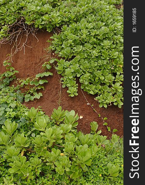 Vegetation on the red cliff of Koki Beach, Maui. Vegetation on the red cliff of Koki Beach, Maui