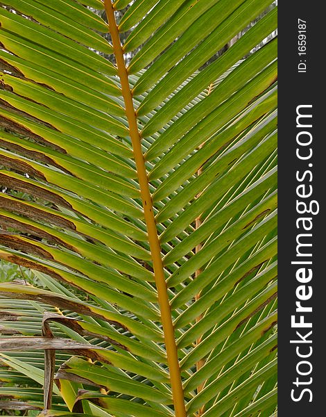 Koki Beach Palm