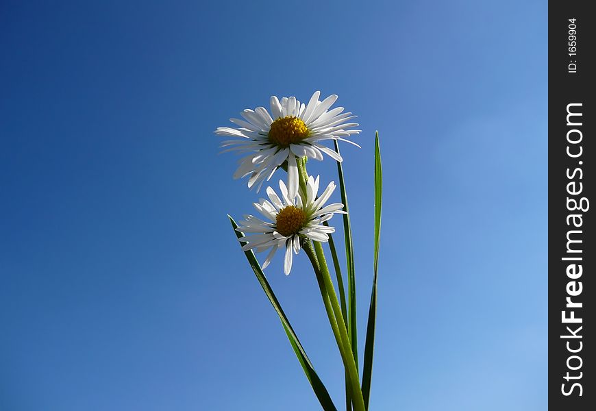 The sky and several flowers. The sky and several flowers