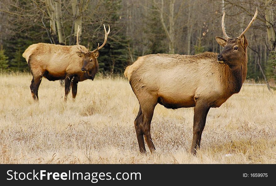 Elk (male) With Second Elk As A Background