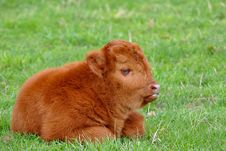Cute Calf Of Highland Cattle Royalty Free Stock Image