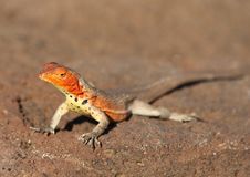 Lava Lizard Stock Images Lava Lizard Stock Images