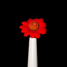 Gerbera Stock Photography Gerbera Stock Photography
