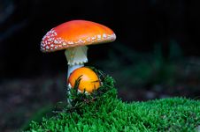 Fly Agaric Mushroom Among The Moss Royalty Free Stock Image Fly Agaric Mushroom Among The Moss Royalty Free Stock Image