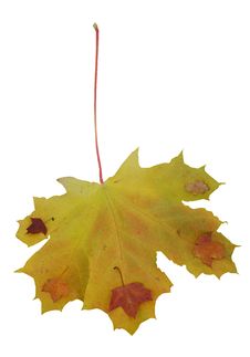 Maple And Oak Leaves Royalty Free Stock Image Maple And Oak Leaves Royalty Free Stock Image