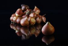 Tulip Bulbs Royalty Free Stock Photos Tulip Bulbs Royalty Free Stock Photos