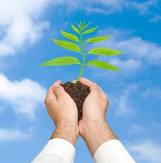 A Sprout In Hands Stock Photo A Sprout In Hands Stock Photo
