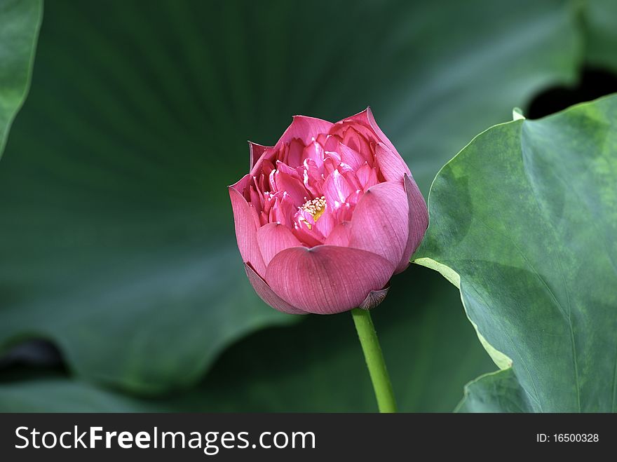 Lotus flower - pure