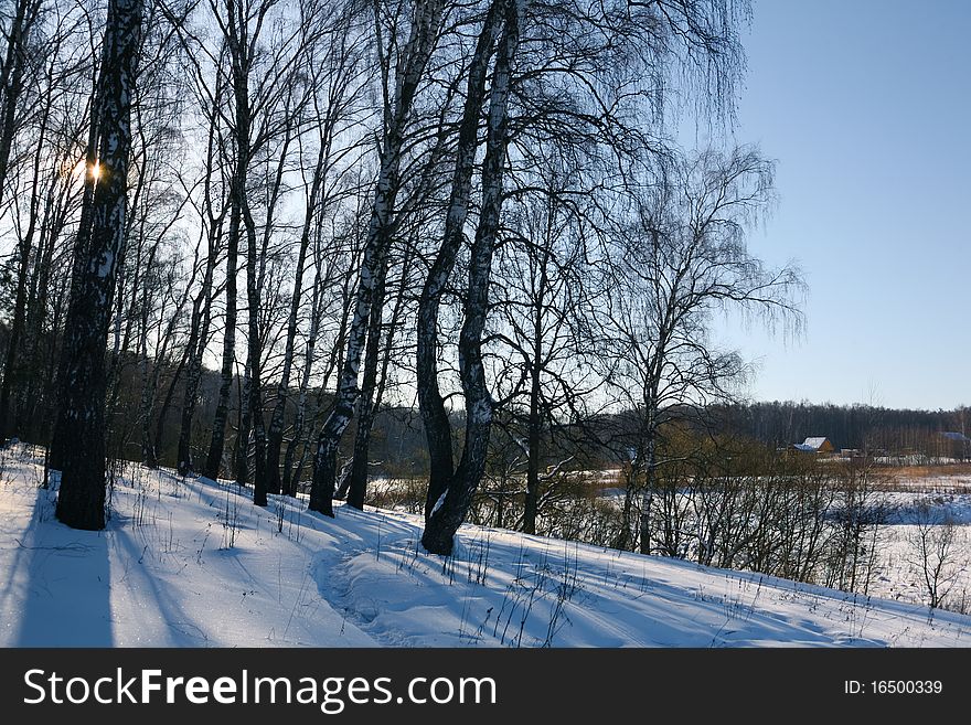 Path through the winter forest. Path through the winter forest.