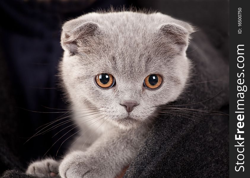 Pure little grey kitten portrait